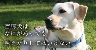 盲導犬オスカー.jpg